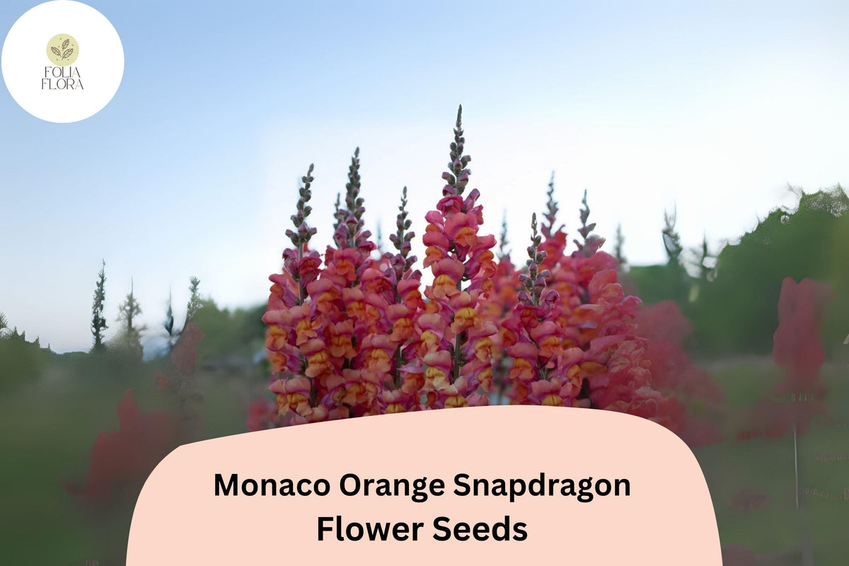 Antirrhinum majus Monaco Orange Snapdragon Seeds โ Bright Orange Double-Petaled Flowers for Garden & Cut Flowers