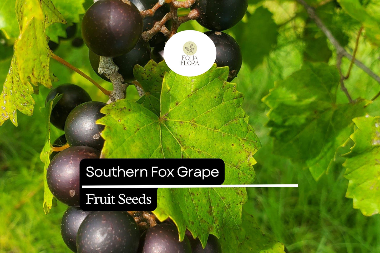 Muscadine Grape Seeds | Southern Fox Variety for Wine & Jelly | Vitis rotundifolia | 25 Pack