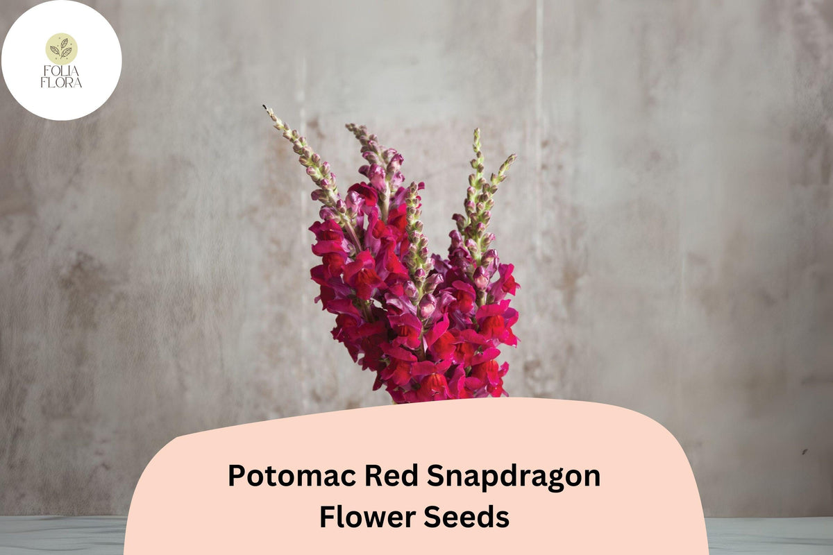 Antirrhinum majus Potomac Red Snapdragon Seeds – 1000+ Bold Red Double-Petaled Blooms for Garden & Cut Flowers