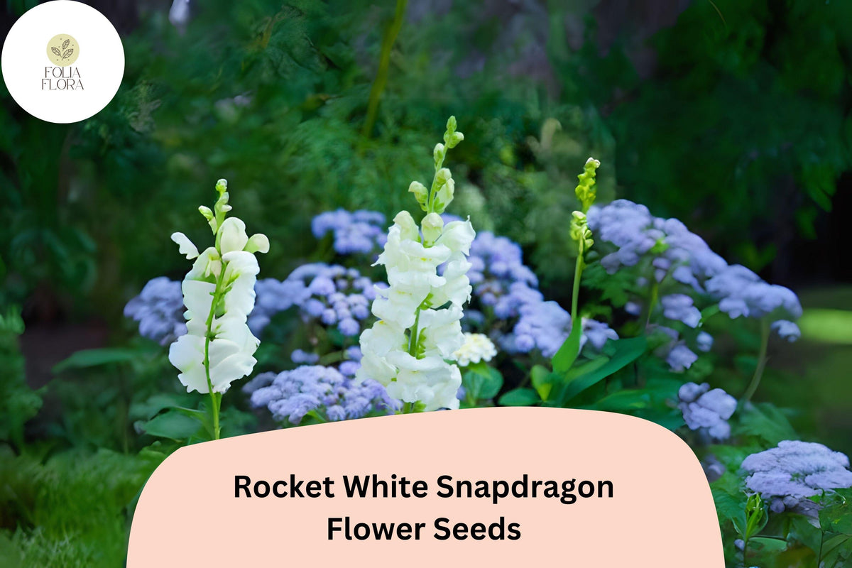 Antirrhinum majus Rocket White Snapdragon Seeds – 1000+ Pure White Ruffled Blooms for Garden & Cut Flowers