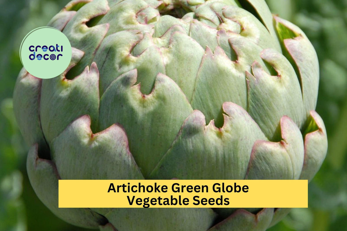 3pcs Green Globe Artichoke Seeds – Heirloom Cynara scolymus for Garden Beds, Containers, Perennial Vegetable