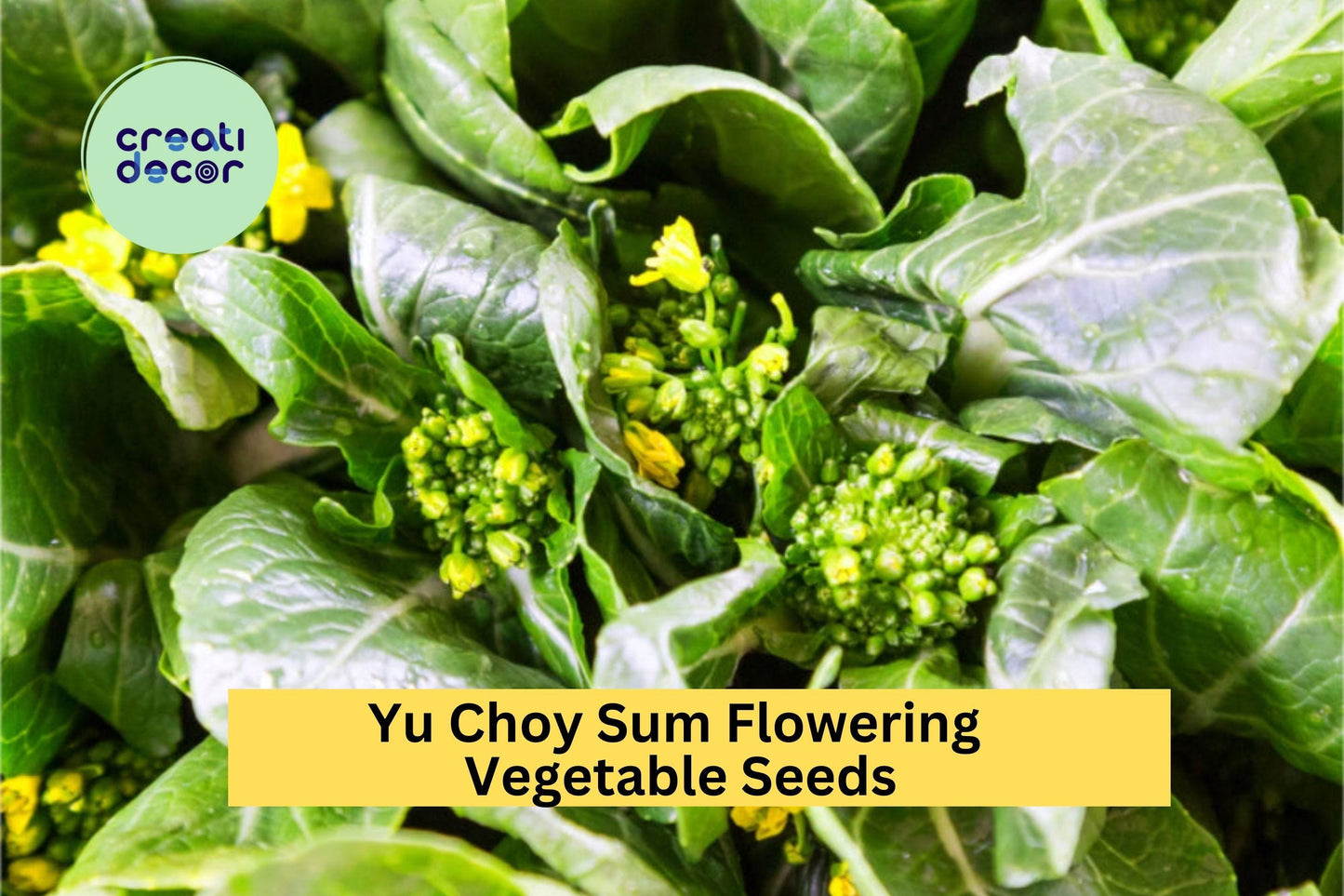 3pcs of 500mg Yu Choy Sum Seeds – Asian Greens for Stir-Fry, Salads & Home Gardens, Brassica rapa var. parachinensis