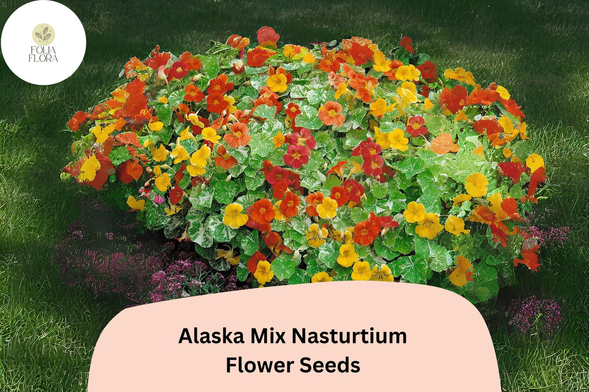 Tropaeolum majus Alaska Mix Nasturtium Seeds – 50+ Vibrant Edible Flowers & Variegated Foliage for Gardens