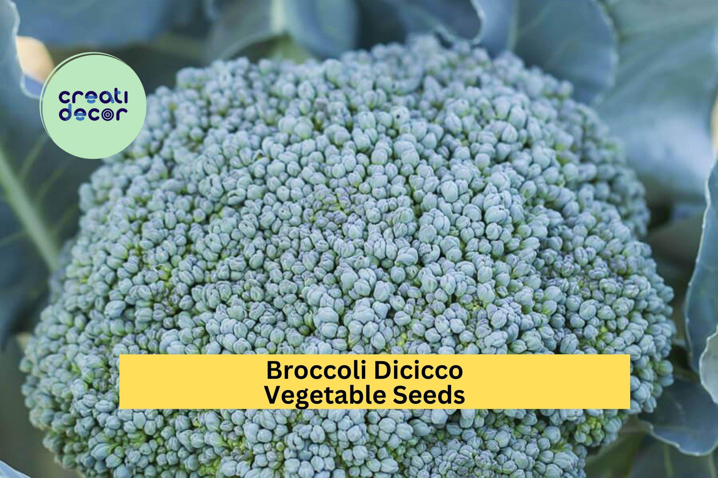Broccoli Di Cicco Seeds – Italian Heirloom, Compact Green Vegetable Seeds for Home Garden, Brassica oleracea var. italica, 3 Pack