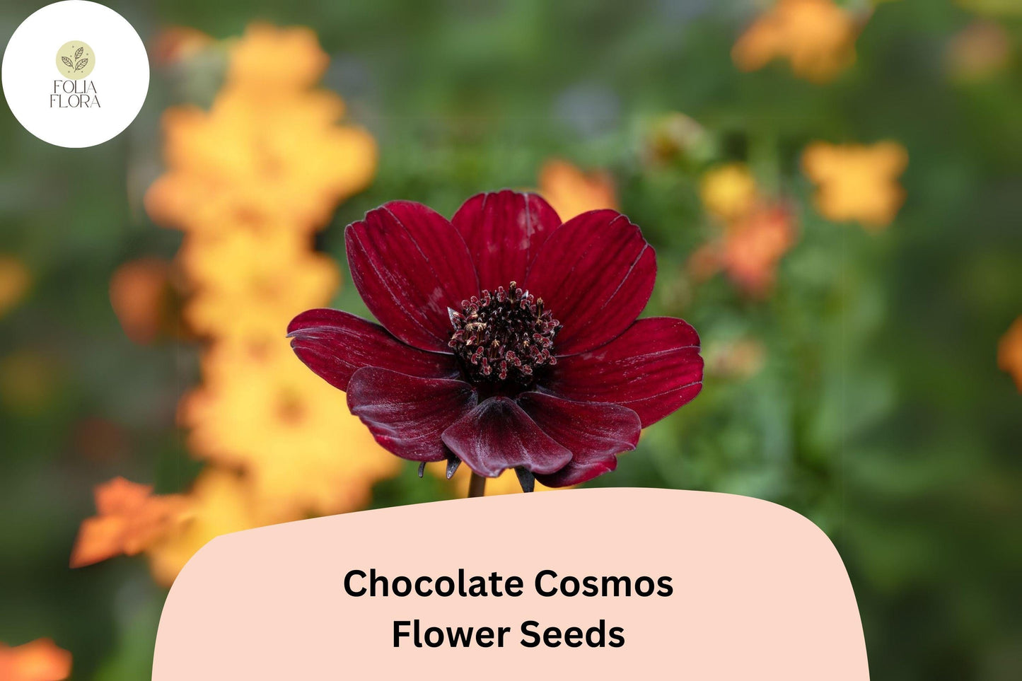 Cosmos atrosanguineus Chocolate Cosmos Seeds – 200+ Velvety Dark Burgundy Flowers with Cocoa Scent, Pollinator-Friendly, Drought-Tolerant