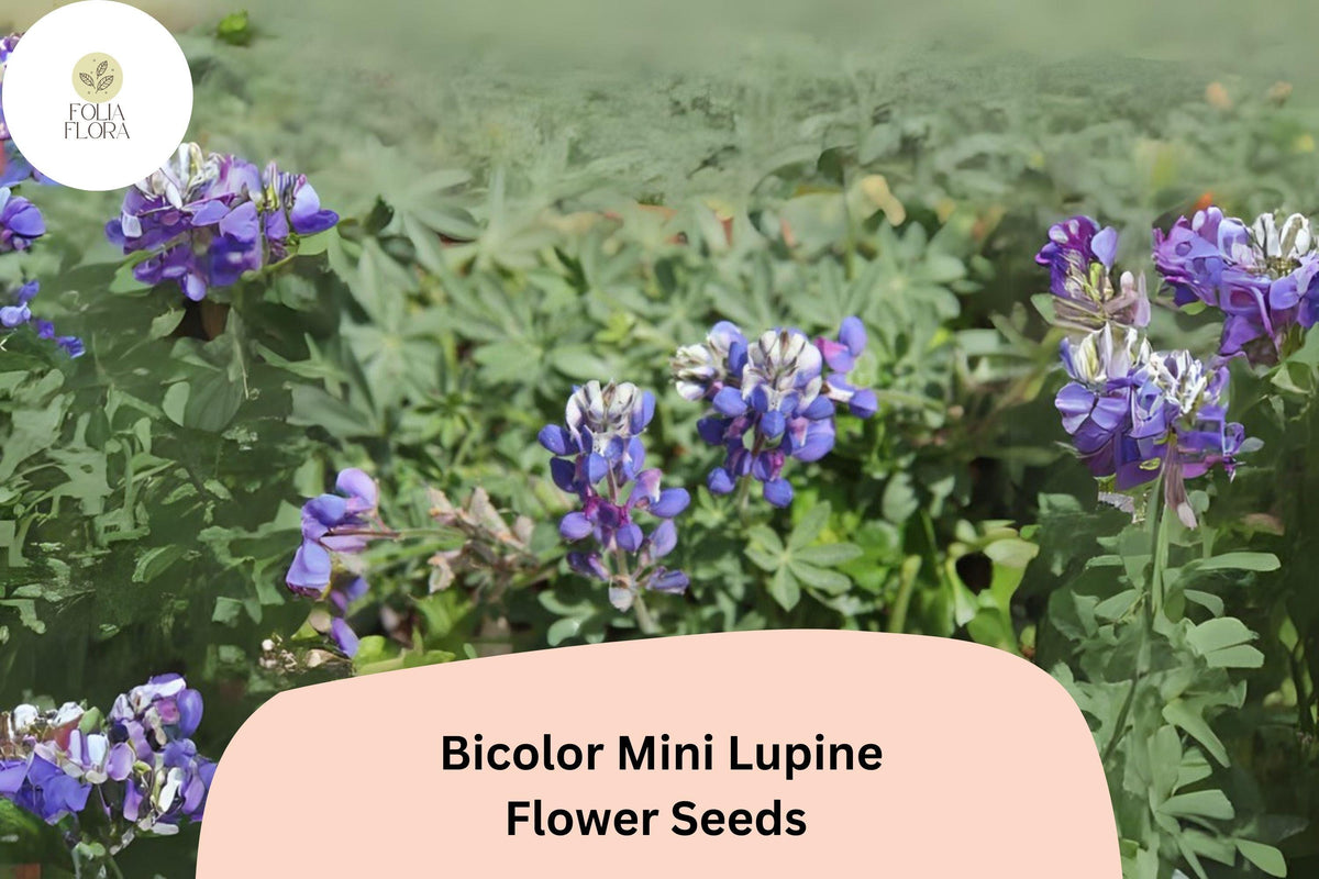 Lupinus bicolor Mini Lupine Seeds – 25+ Bicolor Wildflowers for Pollinators, Gardens, Containers