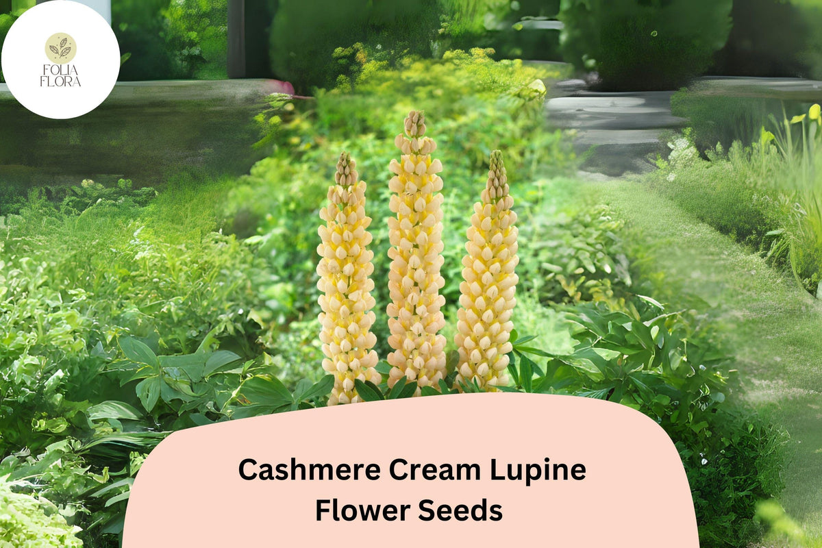 Lupine Seeds 25+ ‘Cashmere Cream’ White Blooms Pollinator-Friendly Perennial Garden Plant
