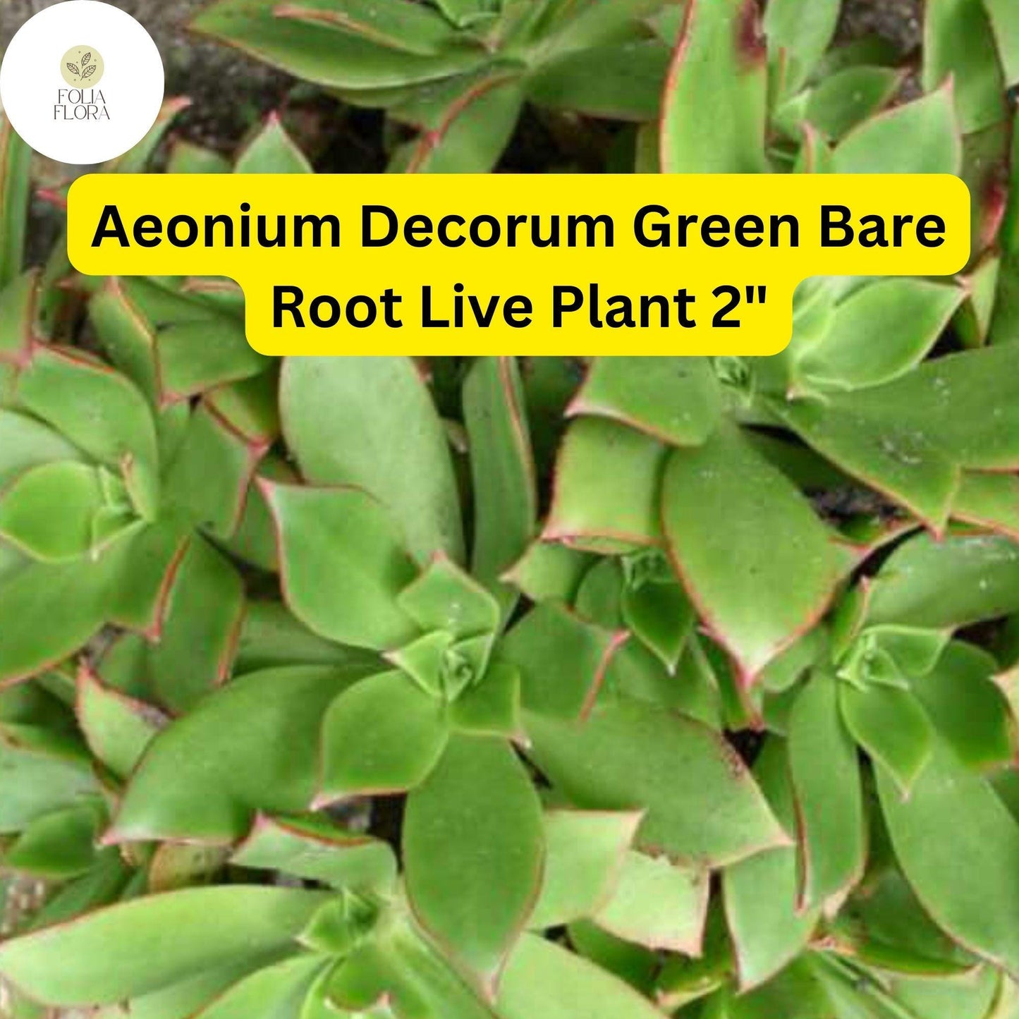 Bare Root Succulent Plants – Aeonium decorum ‘Green’ – Rosette-Forming, Drought-Tolerant, Easy-Care Indoor & Outdoor Plant