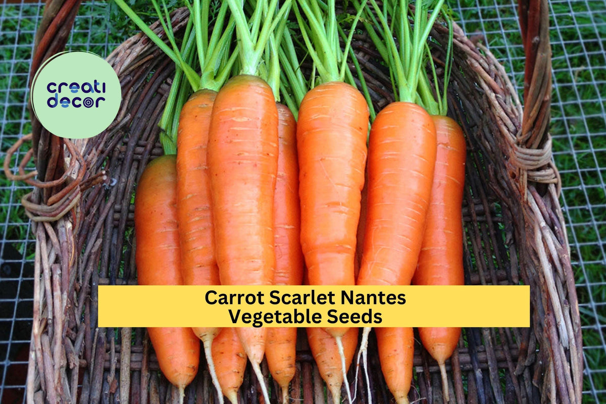3pcs Scarlet Nantes Carrot Seeds – Heirloom Orange Root Vegetable for Garden Beds & Containers – Daucus carota subsp. sativus