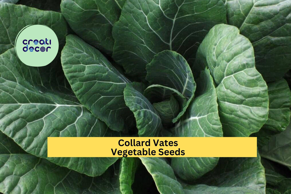 3pcs 1g Collard Vates Seeds – Heirloom Dark Green Leafy Greens for Raised Beds & Containers Brassica oleracea