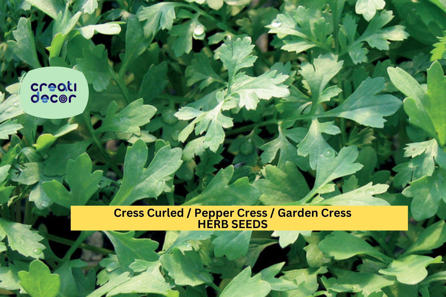 Garden Cress Seeds 3 Pack, Curled Lepidium sativum, Fast-Growing Peppery Greens for Indoor & Outdoor Planting