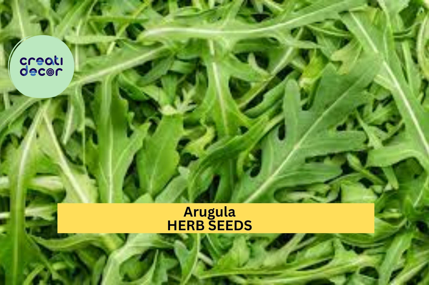 3pcs Arugula Seeds – Peppery Leafy Greens for Salads & Sandwiches – Eruca vesicaria Vegetable Seeds