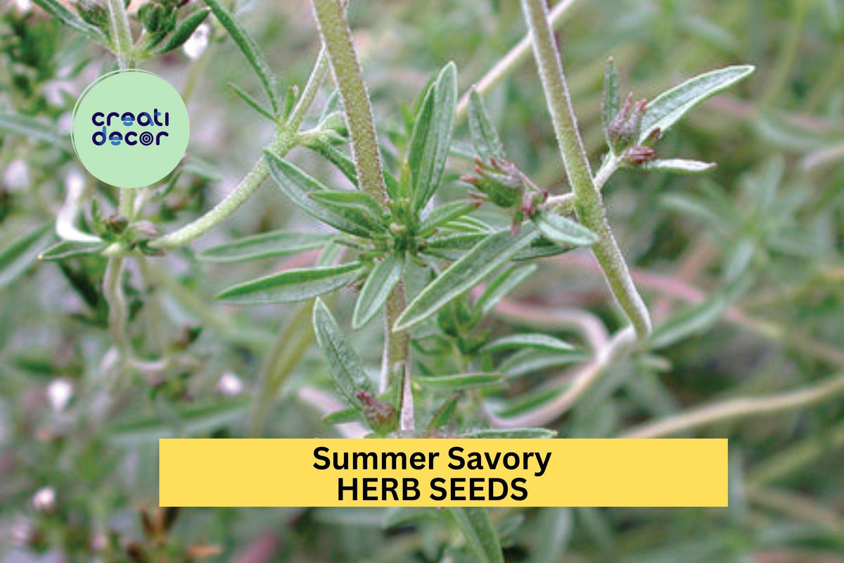 3pcs Summer Savory Seeds – Aromatic Culinary Herb for Cooking, Garden Beds & Containers – Satureja hortensis