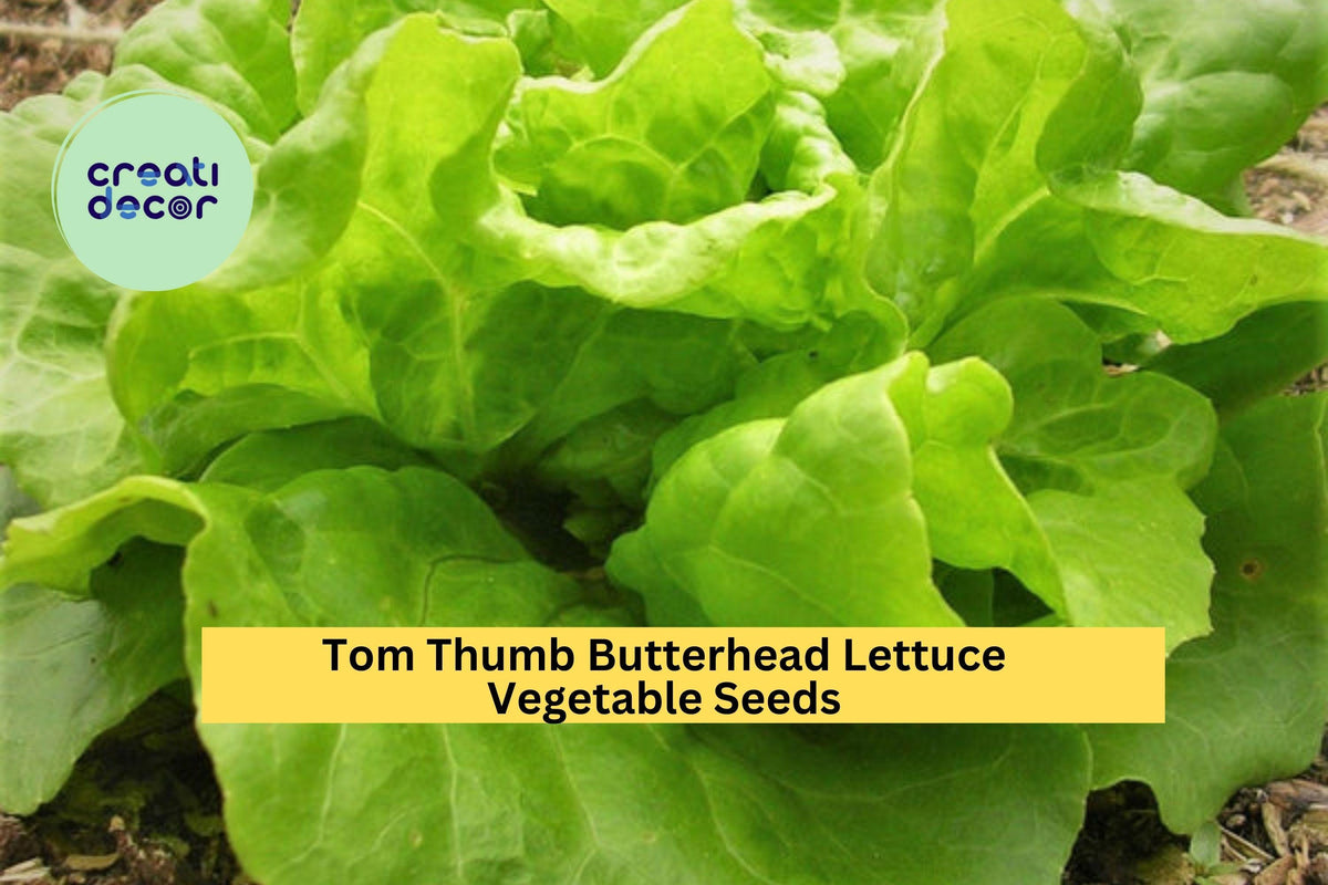 Tom Thumb Butterhead Lettuce Seeds 3 Pack – Miniature Heirloom Lactuca sativa for Container Gardening and Small Spaces
