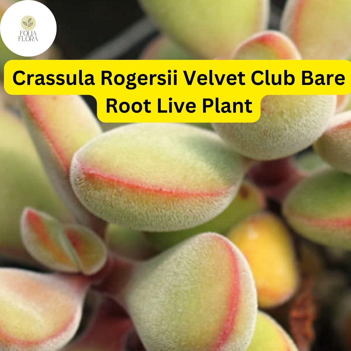 Crassula Rogersii Velvet Club Succulent – Fuzzy, Drought-Tolerant Live Bare Root Plant for Indoor & Outdoor Decor
