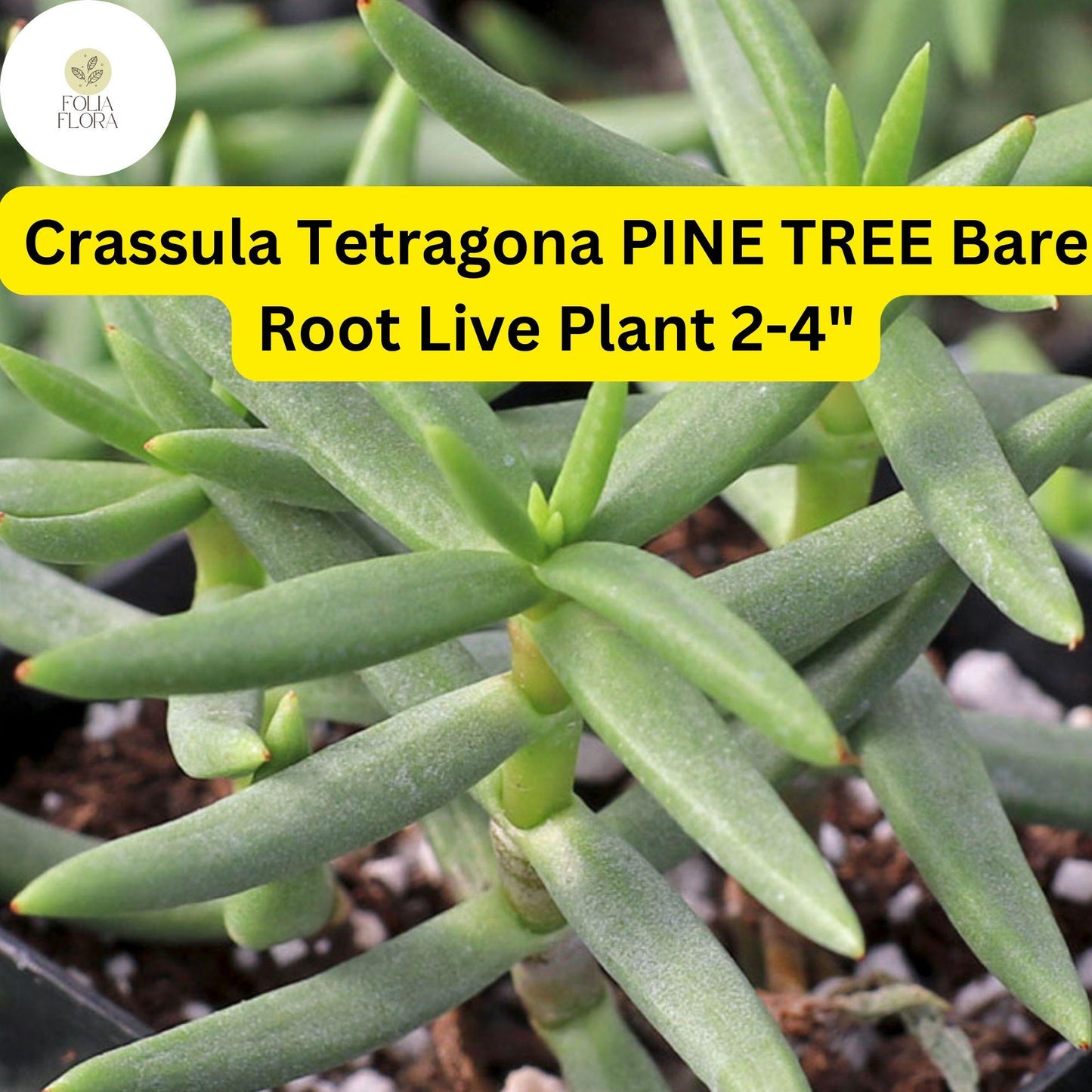 Crassula Tetragona 'Pine Tree' Succulent | Live Bare Root Plant | Needle-Like Green Foliage | Drought-Tolerant Indoor & Outdoor Plant