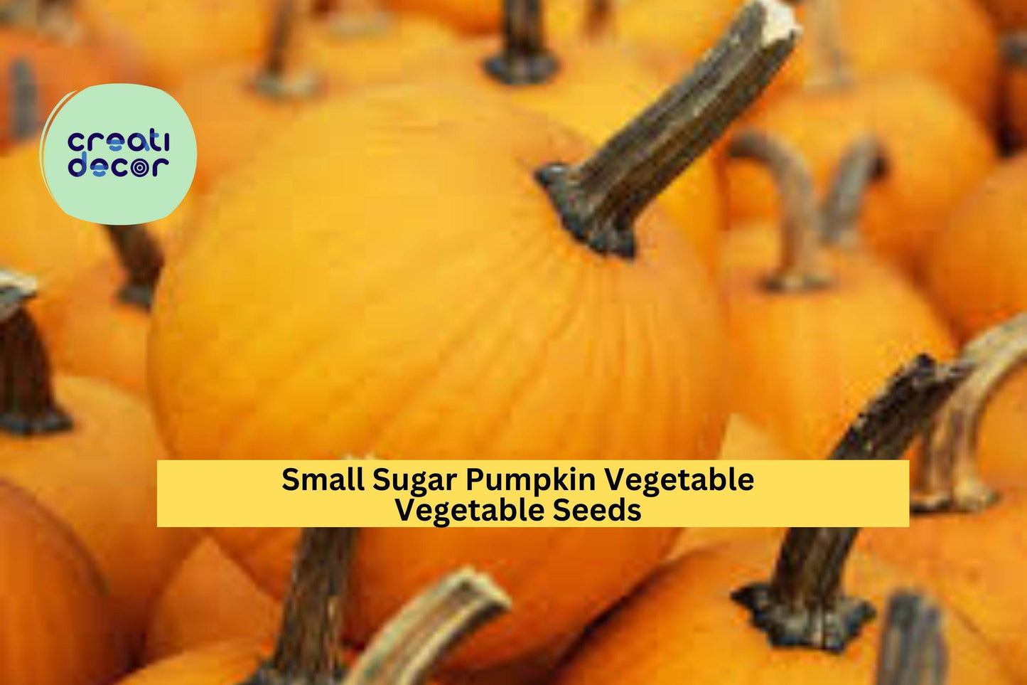 3pcs Small Sugar Pumpkin Seeds – Heirloom Cucurbita pepo for Baking, Cooking, and Home Garden Cultivation