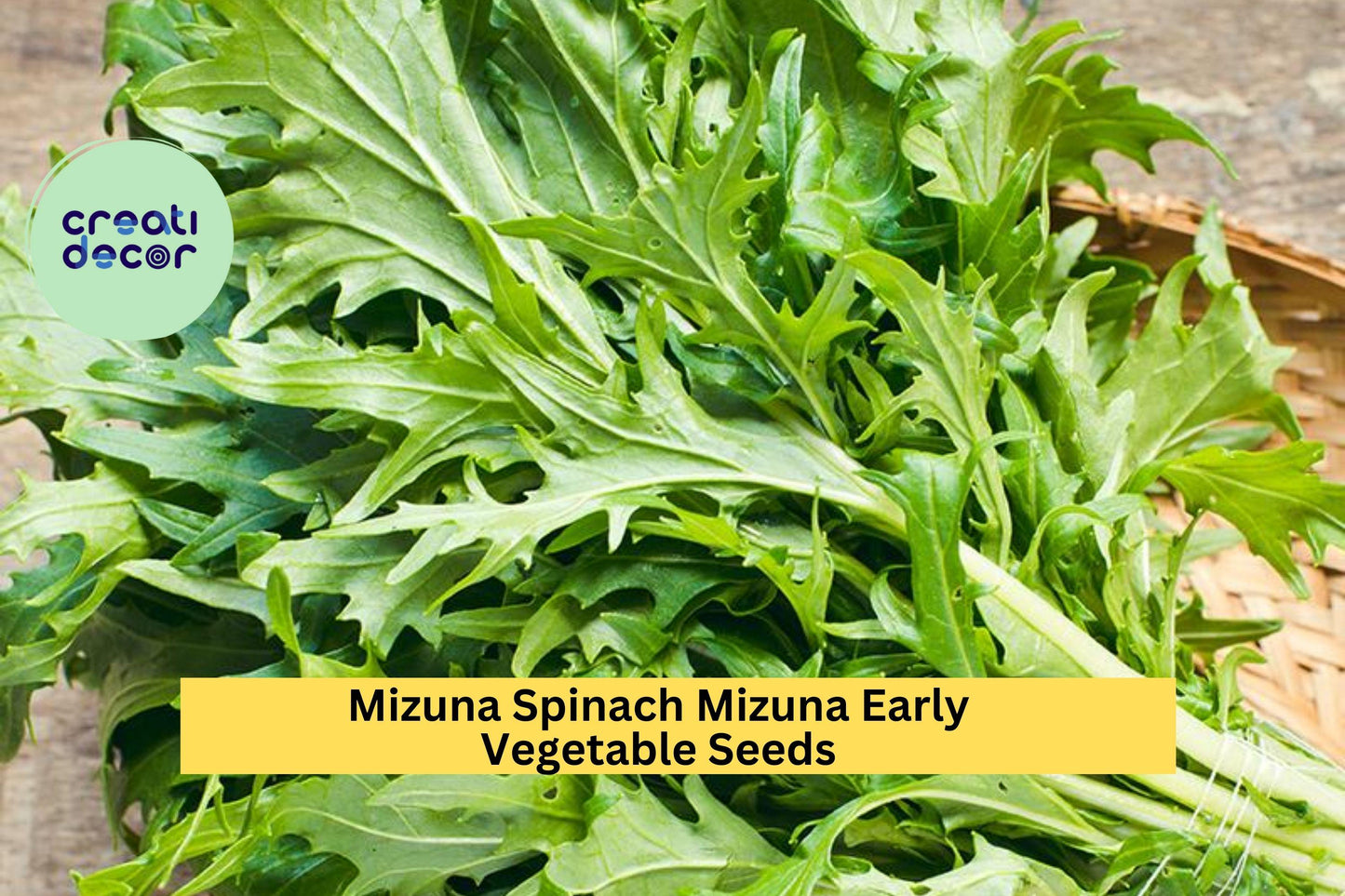 3pcs Mizuna Spinach Seeds – Fast-Growing Brassica rapa var. nipposinica for Salads & Stir-Fry, Cool Season Leafy Greens