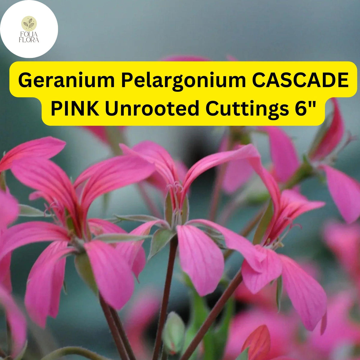 Geranium Pelargonium ‘Cascade Pink’ | 3 Live Unrooted 6” Cuttings | Trailing Flowering Plant with Vibrant Pink Blooms