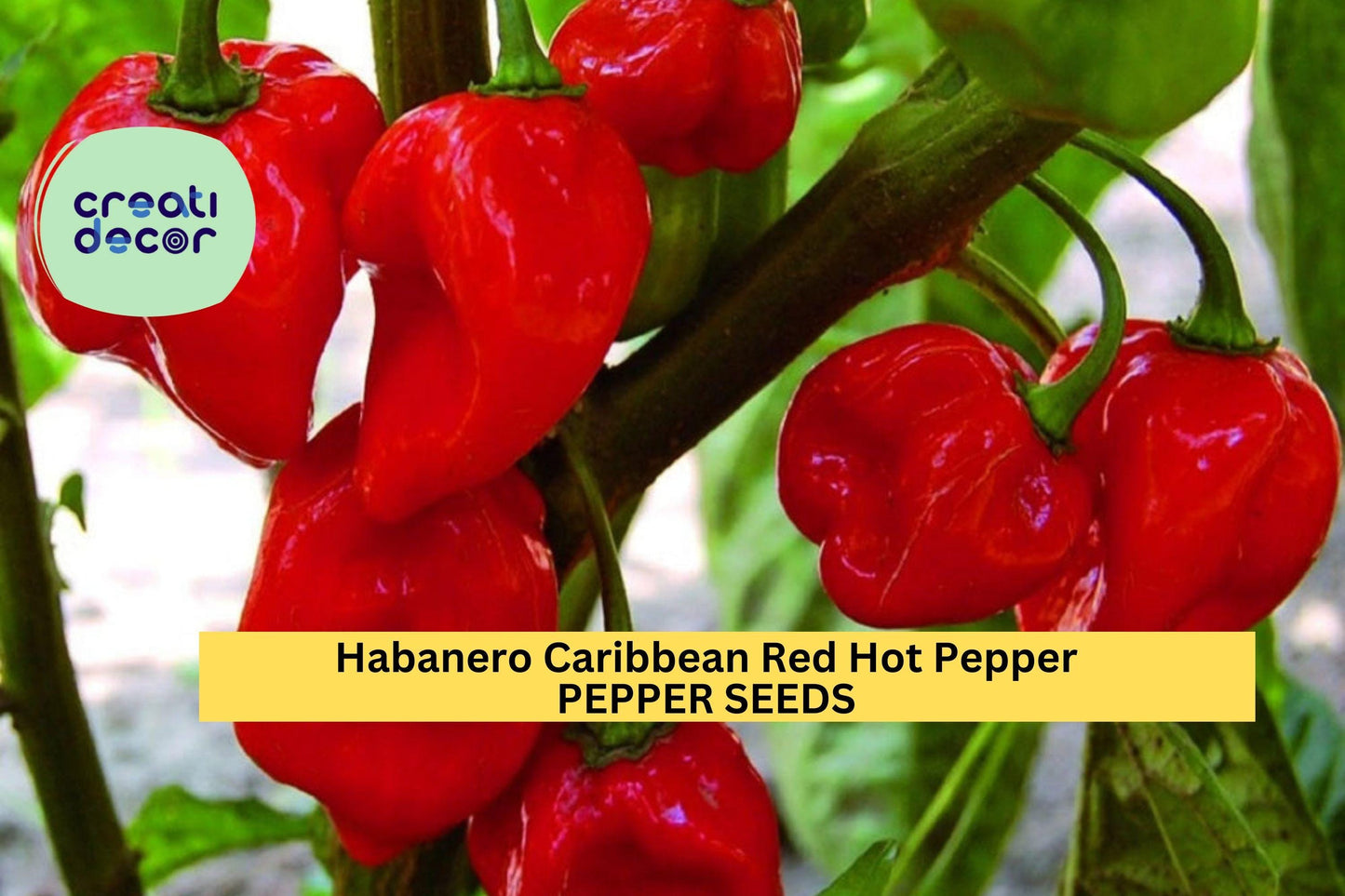 3pcs Caribbean Red Habanero Pepper Seeds – Super Hot Chili for Salsas & Spicy Dishes, Capsicum chinense