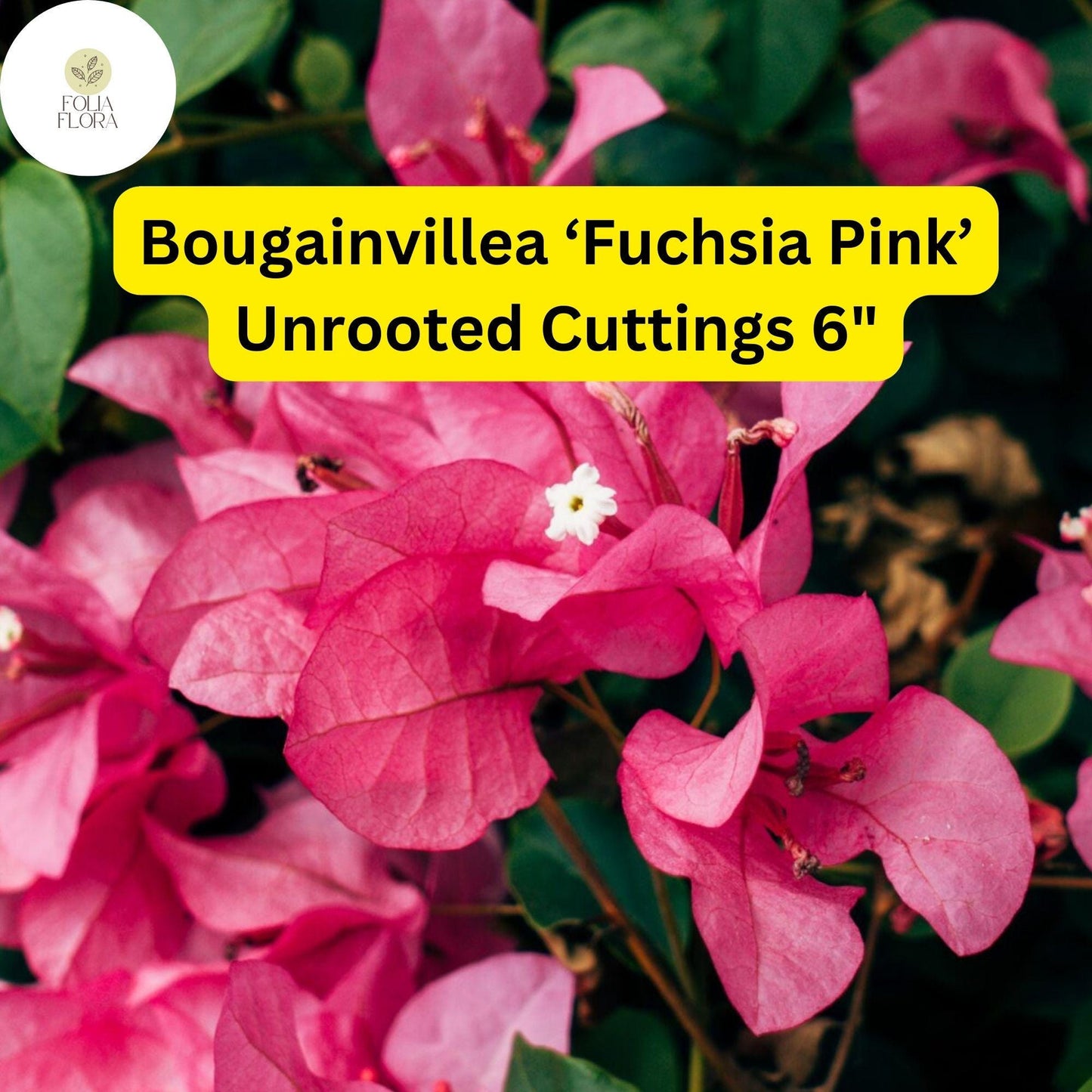 Bougainvillea ‘Fuchsia Pink’ Live Unrooted Cuttings – Drought-Tolerant, Fast-Growing Climbing Vine, Vibrant Blooms, Garden Plant