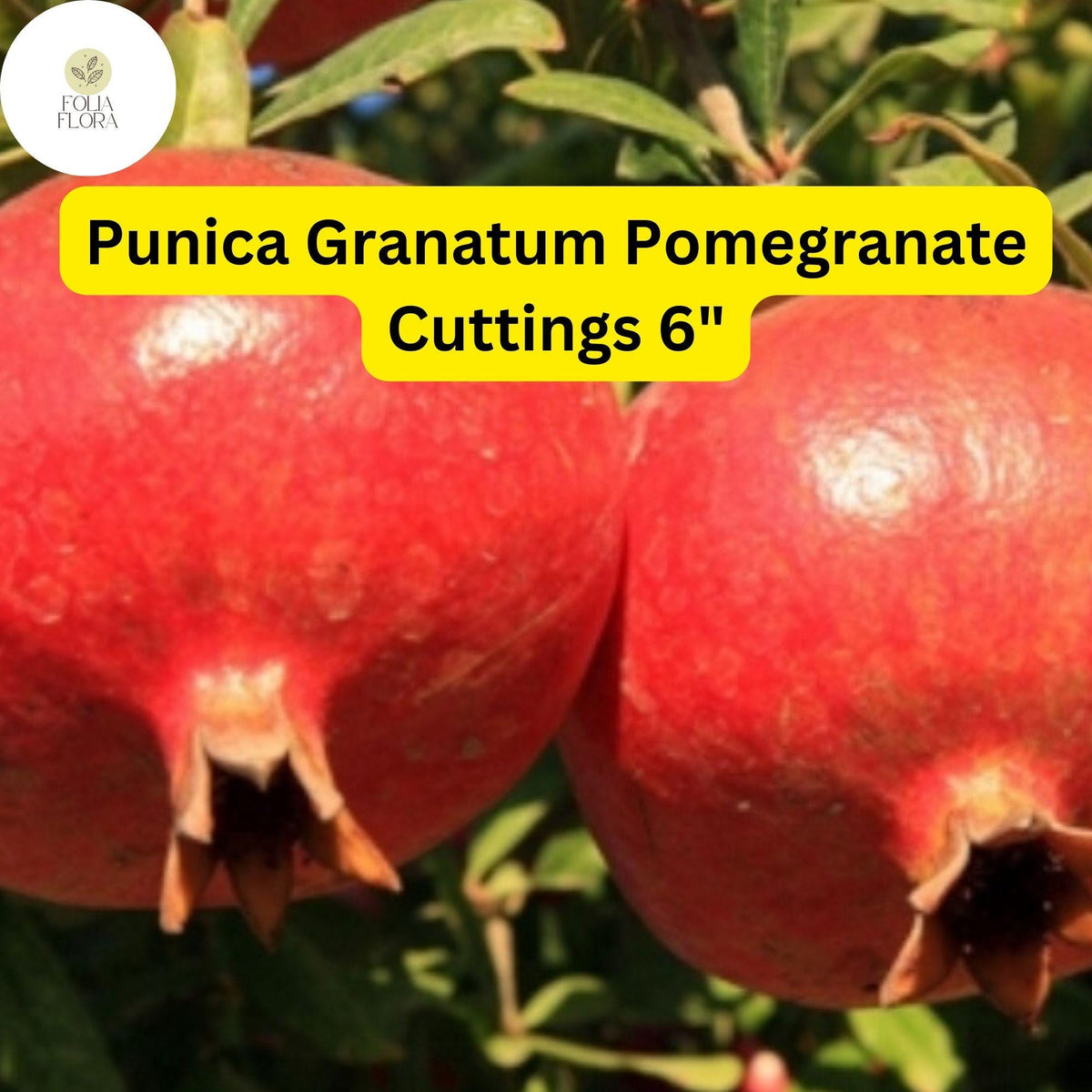 Pomegranate Tree Cuttings | 6-Inch Unrooted Stems | Punica Granatum | Fruit-Bearing, Drought-Tolerant, Ornamental