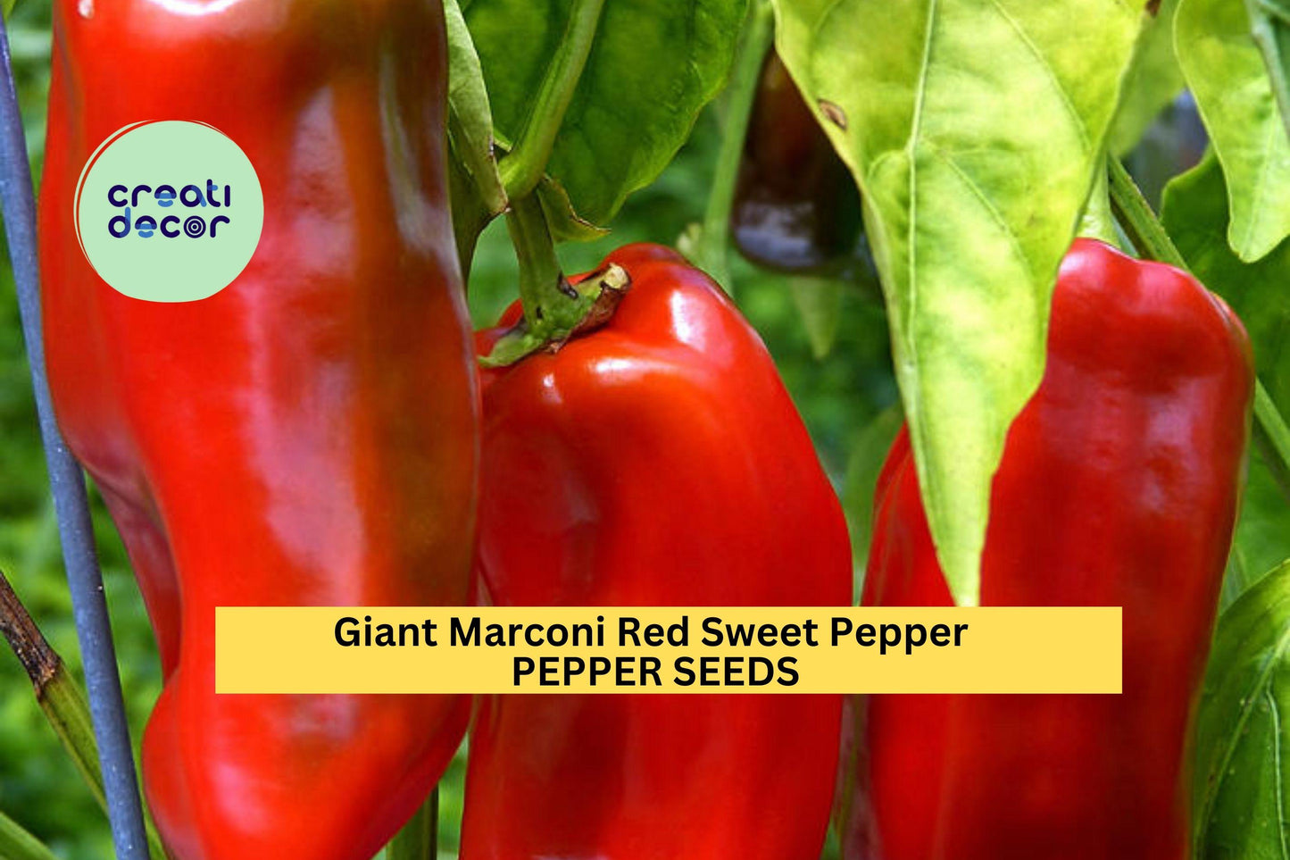 3pcs of 250mg Giant Marconi Red Sweet Pepper Seeds, Capsicum annuum, Large Tapered Sweet Peppers for Roasting, Frying & Home Gardens