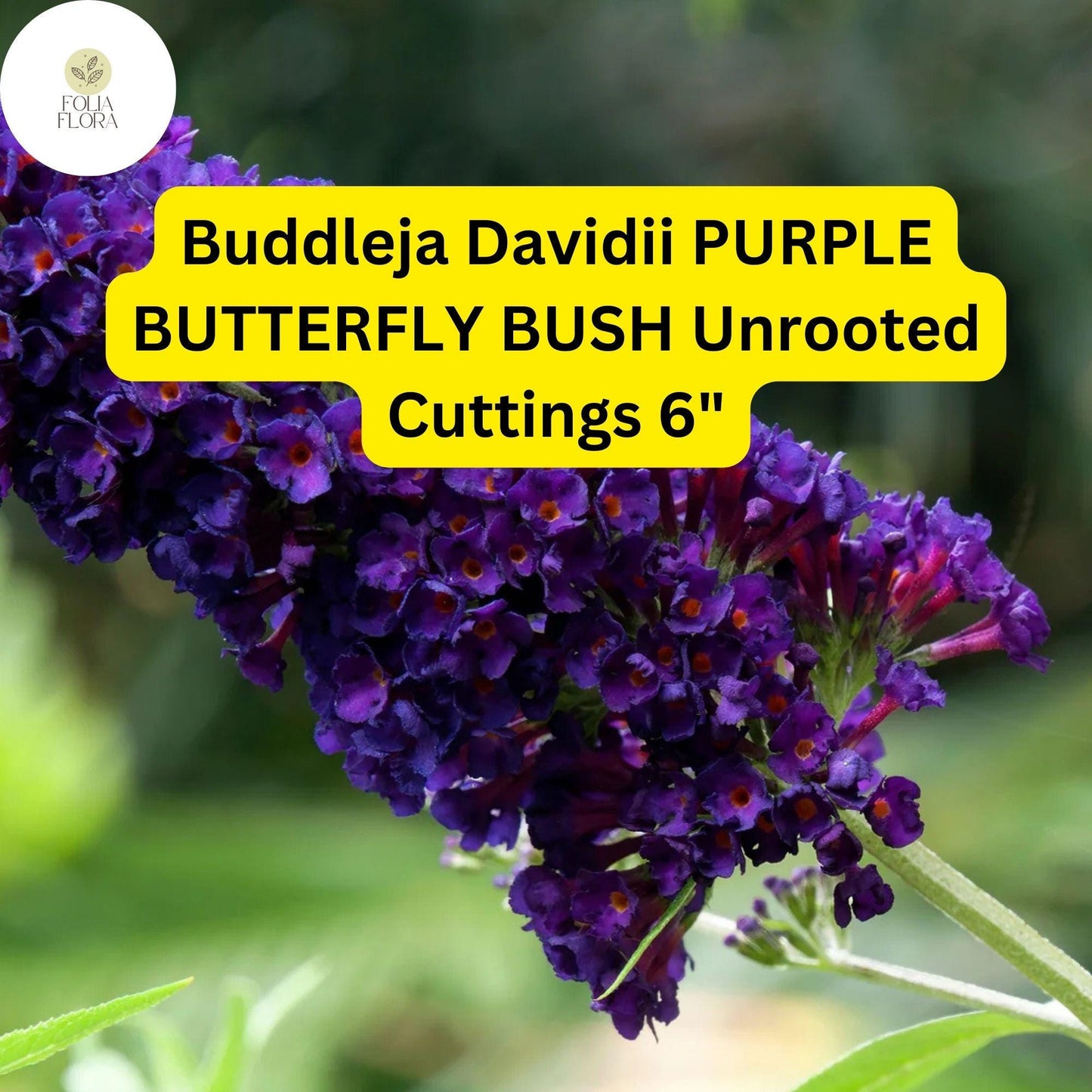 Purple Butterfly Bush Cuttings - 7 Live Unrooted 6” Shrubs, Fragrant, Pollinator-Friendly, Fast-Growing Buddleja Davidii