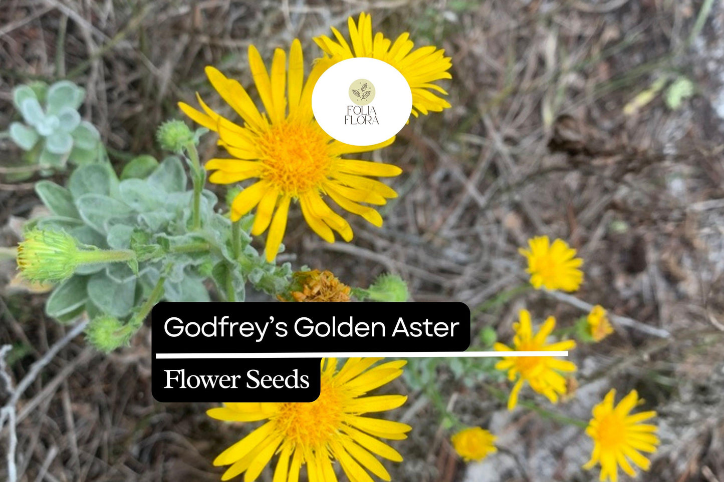 Godfrey’s Golden Aster Seeds (Chrysopsis godfreyi) – 25 Native Wildflower Seeds for Pollinators, Drought-Tolerant, Bright Yellow Blooms