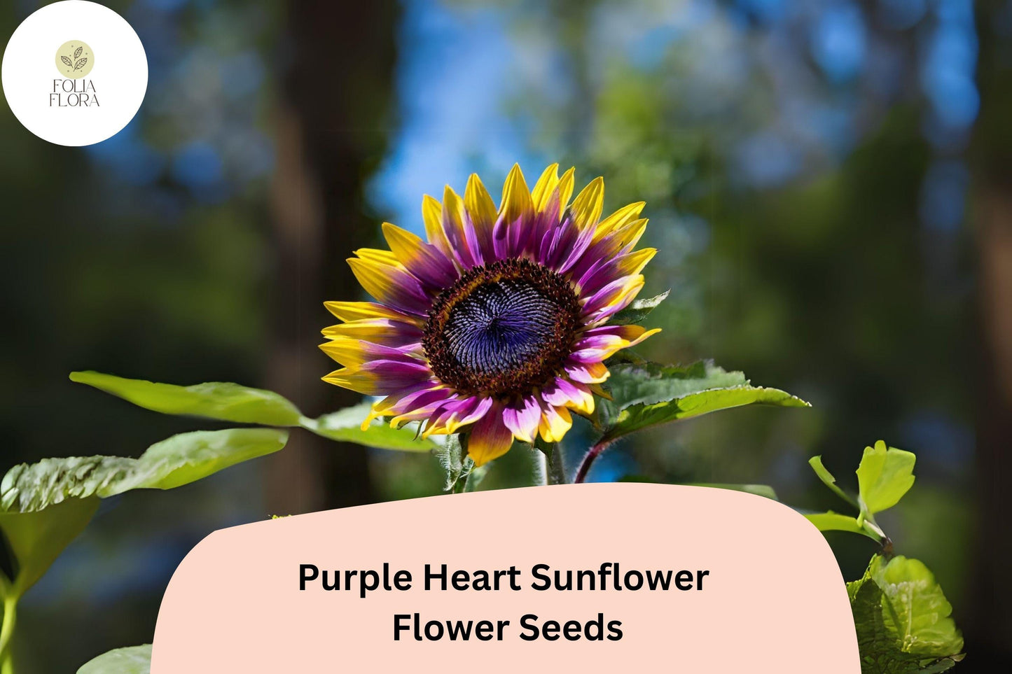 50pcs Purple Heart Sunflower Seeds | Helianthus annuus | Unique Yellow & Deep Purple Center | Easy to Grow Annual Flower