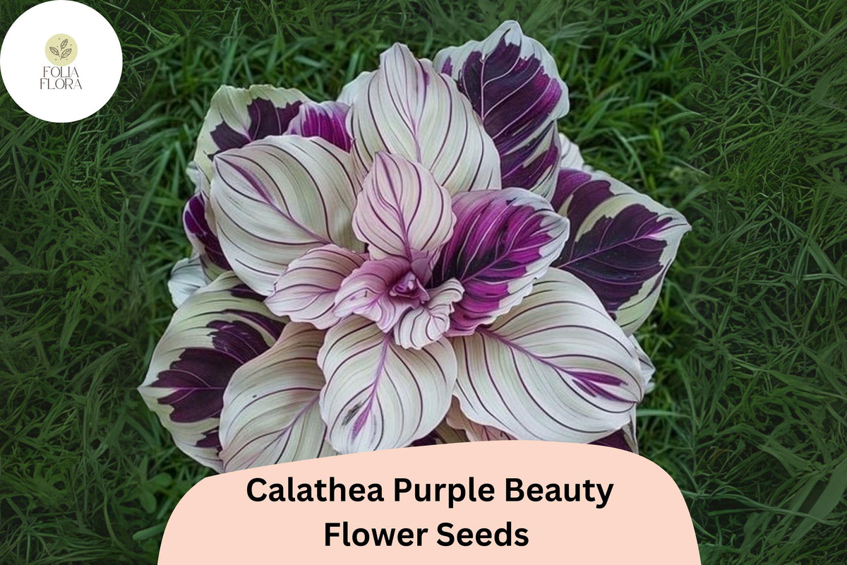 Purple Beauty Calathea Seeds | Exotic Tropical Foliage Plant | Green & Deep Purple Undersides | Calathea sp.