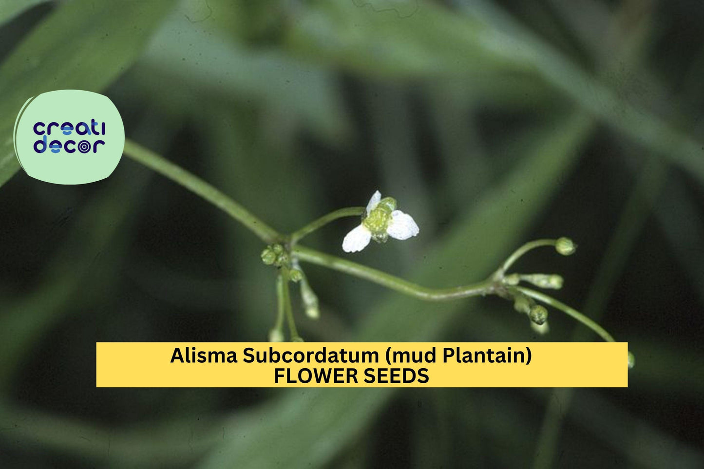 Alisma subcordatum Seeds – 3 Pack of Native Aquatic Plant for Ponds, Wetlands & Rain Gardens, Supports Pollinators