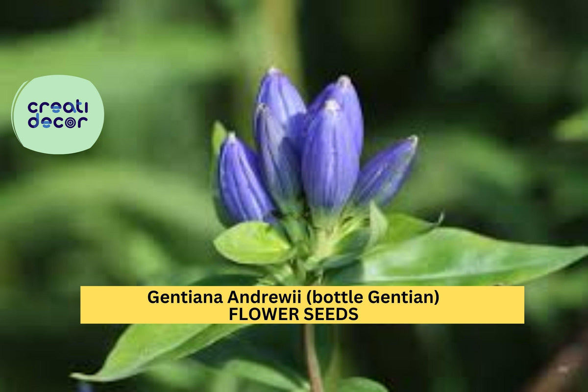 3pcs Gentiana andrewsii Bottle Gentian Seeds – Native Wildflower for Pollinator Gardens & Woodland Landscaping