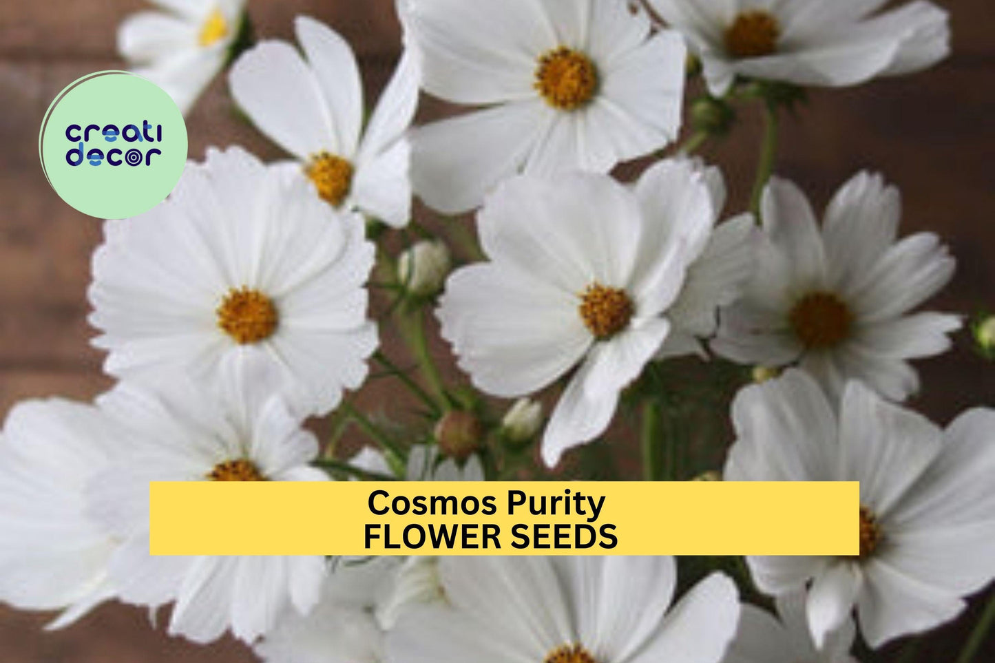 3pcs Cosmos bipinnatus ‘Purity’ Seeds – White Summer Flowers for Borders, Pollinator Gardens & Cut Flowers