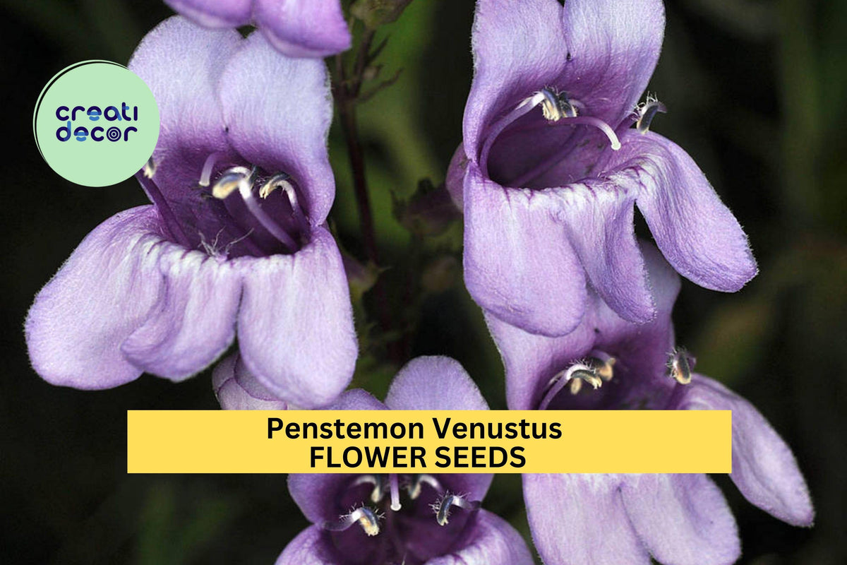 3pcs Penstemon venustus Seeds – Venus Penstemon Purple Flowers for Pollinator Gardens, Native Landscaping, Drought-Tolerant