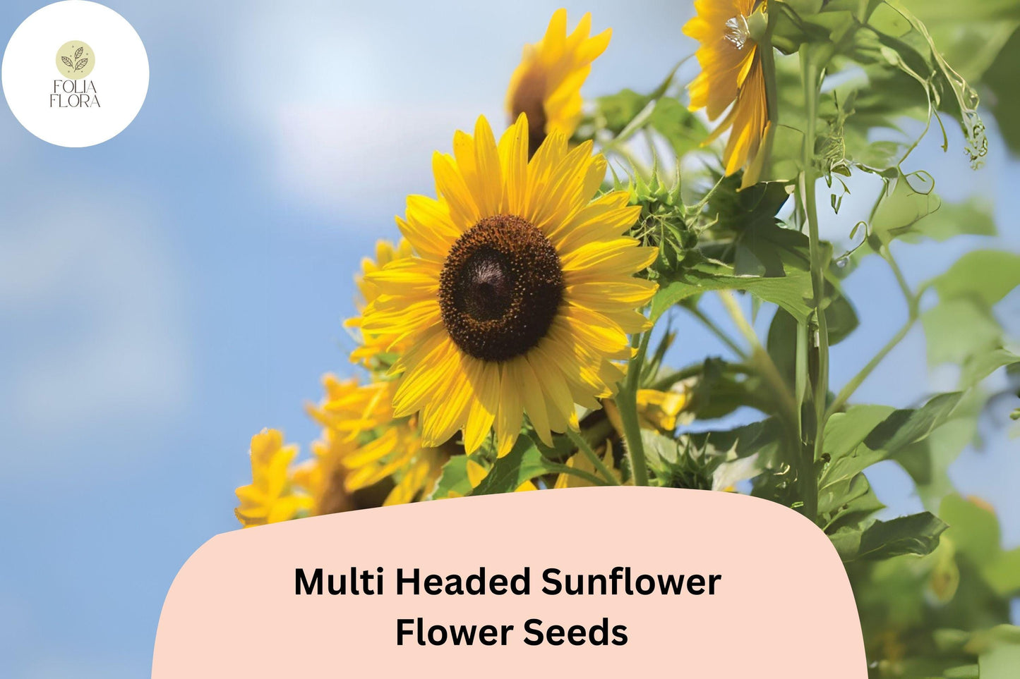 Multi-Headed Sunflower Seeds | Helianthus annuus | Pollinator-Friendly, Easy to Grow, Drought-Resistant, 50pcs
