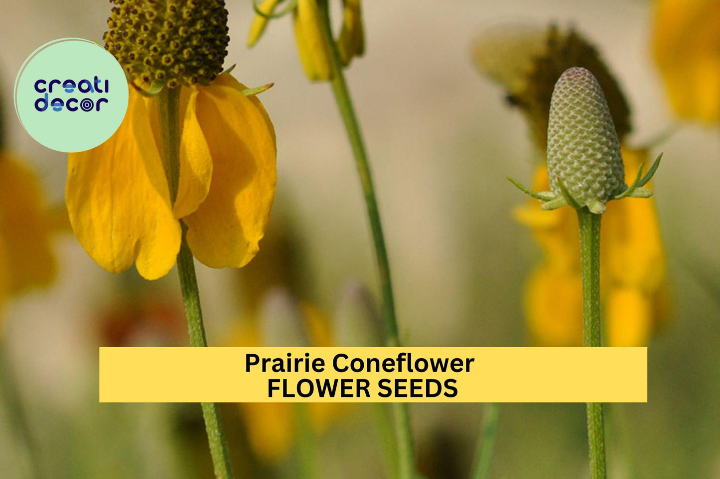 3pcs Prairie Coneflower Seeds Ratibida columnifera Native Wildflowers for Pollinators, Meadow & Cottage Gardens