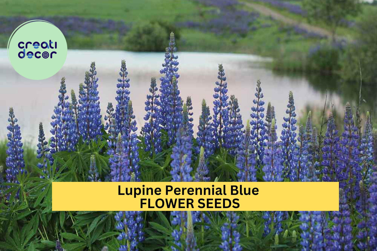 3pcs 500mg Blue Lupine Seeds Perennial Lupinus perennis Wildflower for Pollinator Gardens & Borders