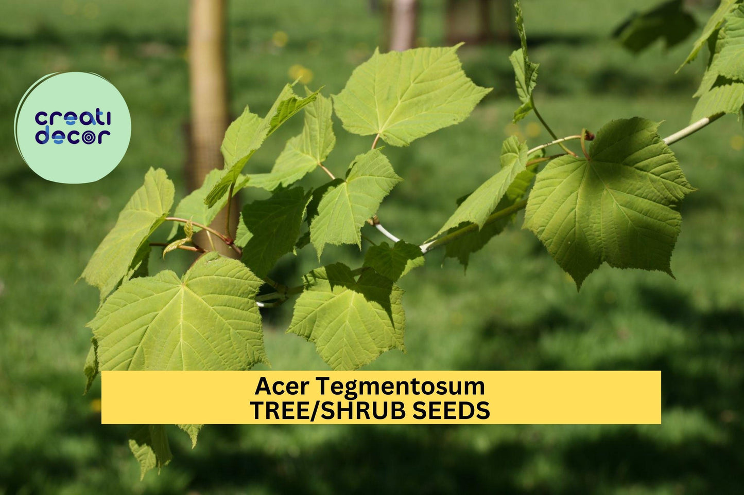 Acer tegmentosum Seeds – Manchurian Stripe-Bark Maple, Ornamental Tree with Striped Bark & Fall Foliage, 3 Packs of 10 Seeds