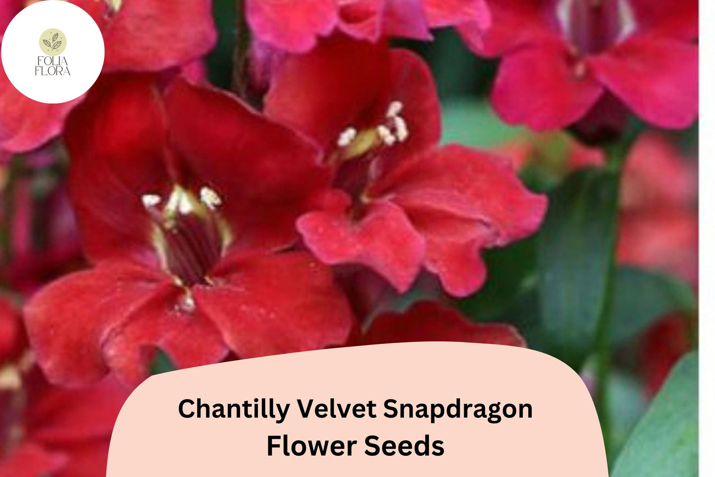 Chantilly Velvet Snapdragon Seeds | Deep Red Burgundy Fragrant Blooms | Antirrhinum majus | Pollinator-Friendly Annual