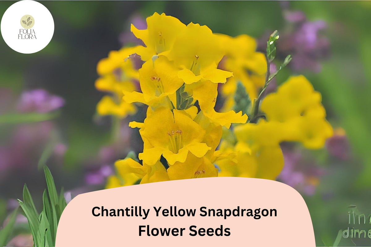 Chantilly Yellow Snapdragon Seeds | Fragrant Tall Annual Flowers | Antirrhinum majus for Garden Beds & Cut Flowers