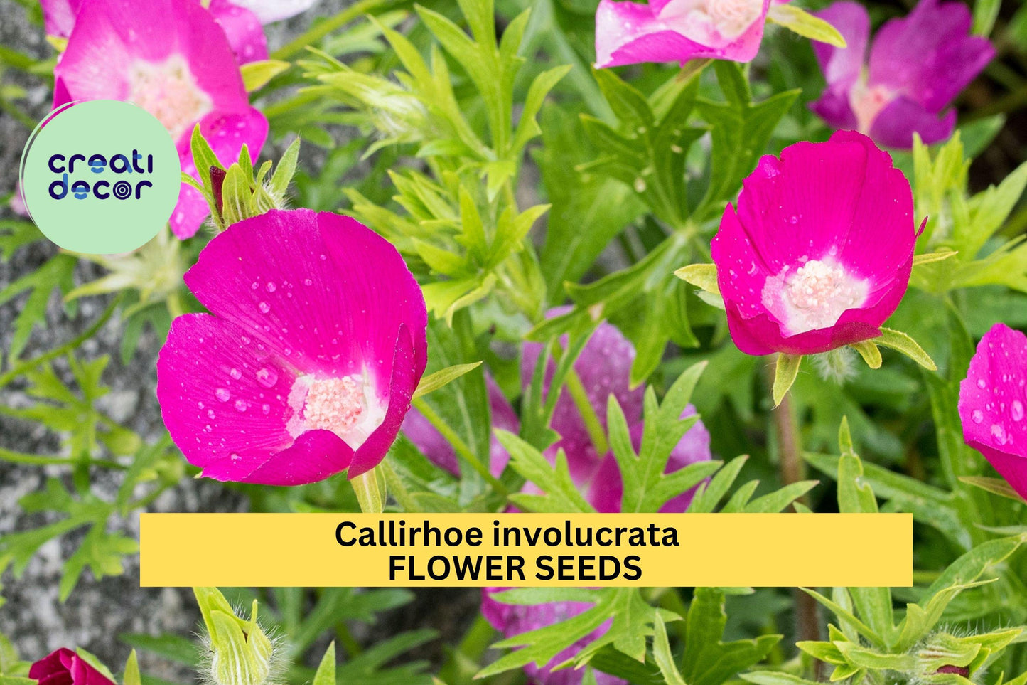 Callirhoe involucrata Seeds – Purple Poppy Mallow Ground Cover with Magenta Blooms for Pollinator Gardens & Rock Gardens