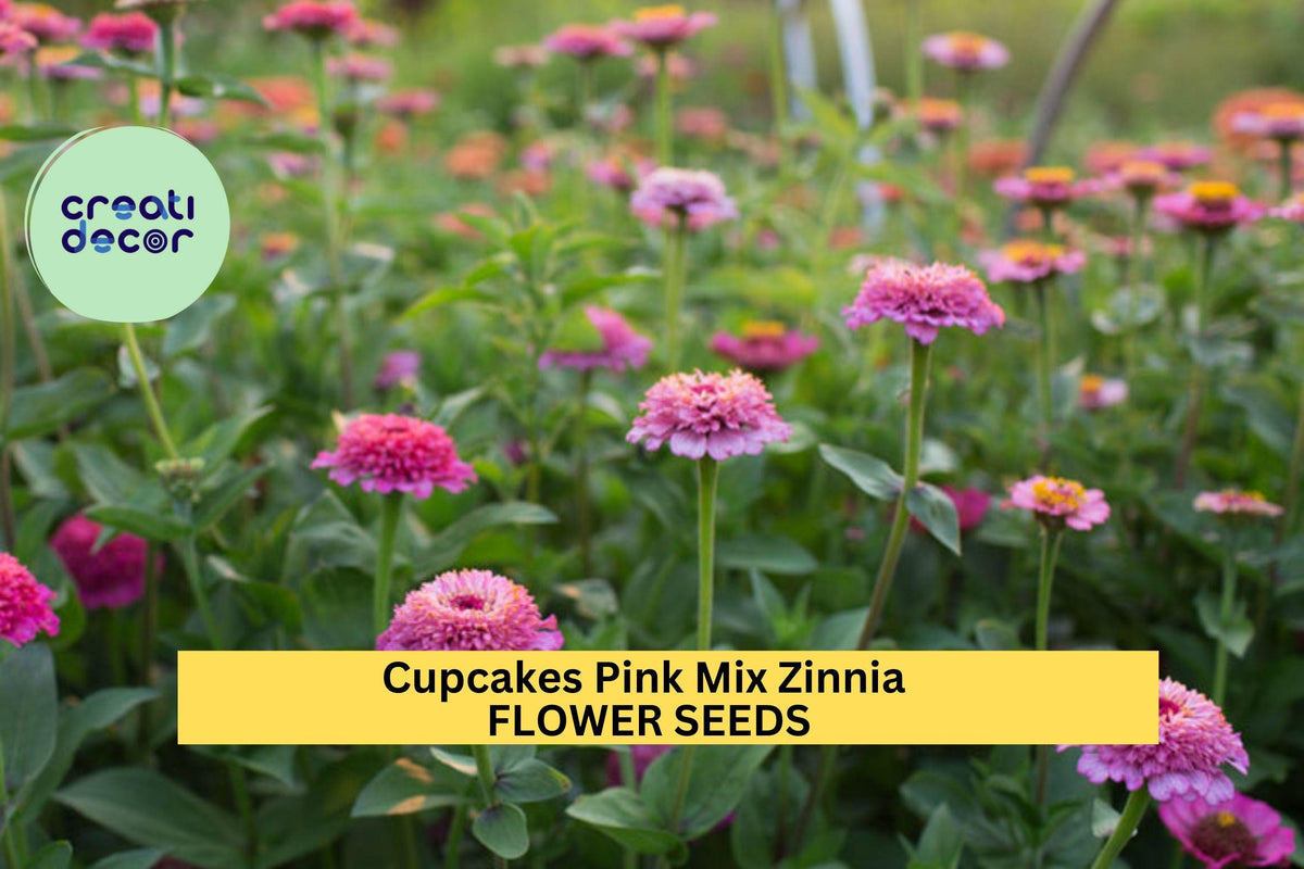 Cupcakes Pink Mix Zinnia Seeds – Frilly Pink Blooms for Pollinator Gardens, Cut Flowers, Borders | Zinnia elegans