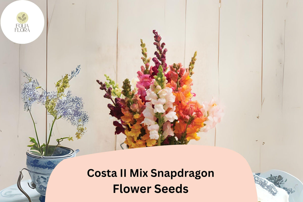 Costa II Snapdragon Seeds | Vibrant Mixed Colors | Antirrhinum majus | Cut Flower Garden, Pollinator-Friendly