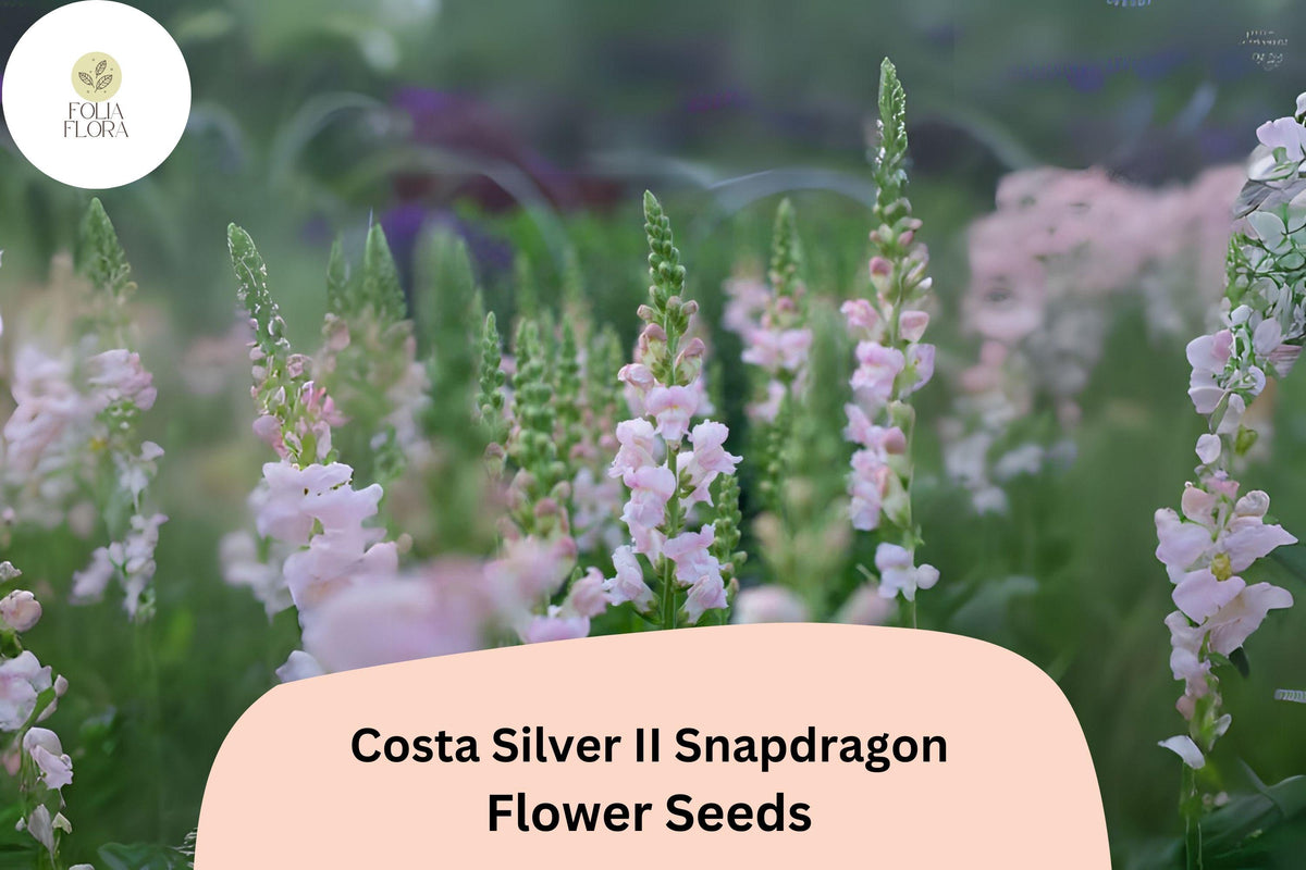 Costa Silver II Snapdragon Seeds | Silvery-Lavender Blooms, 1000+ Seeds | Antirrhinum majus | Pollinator-Friendly, Long-Blooming