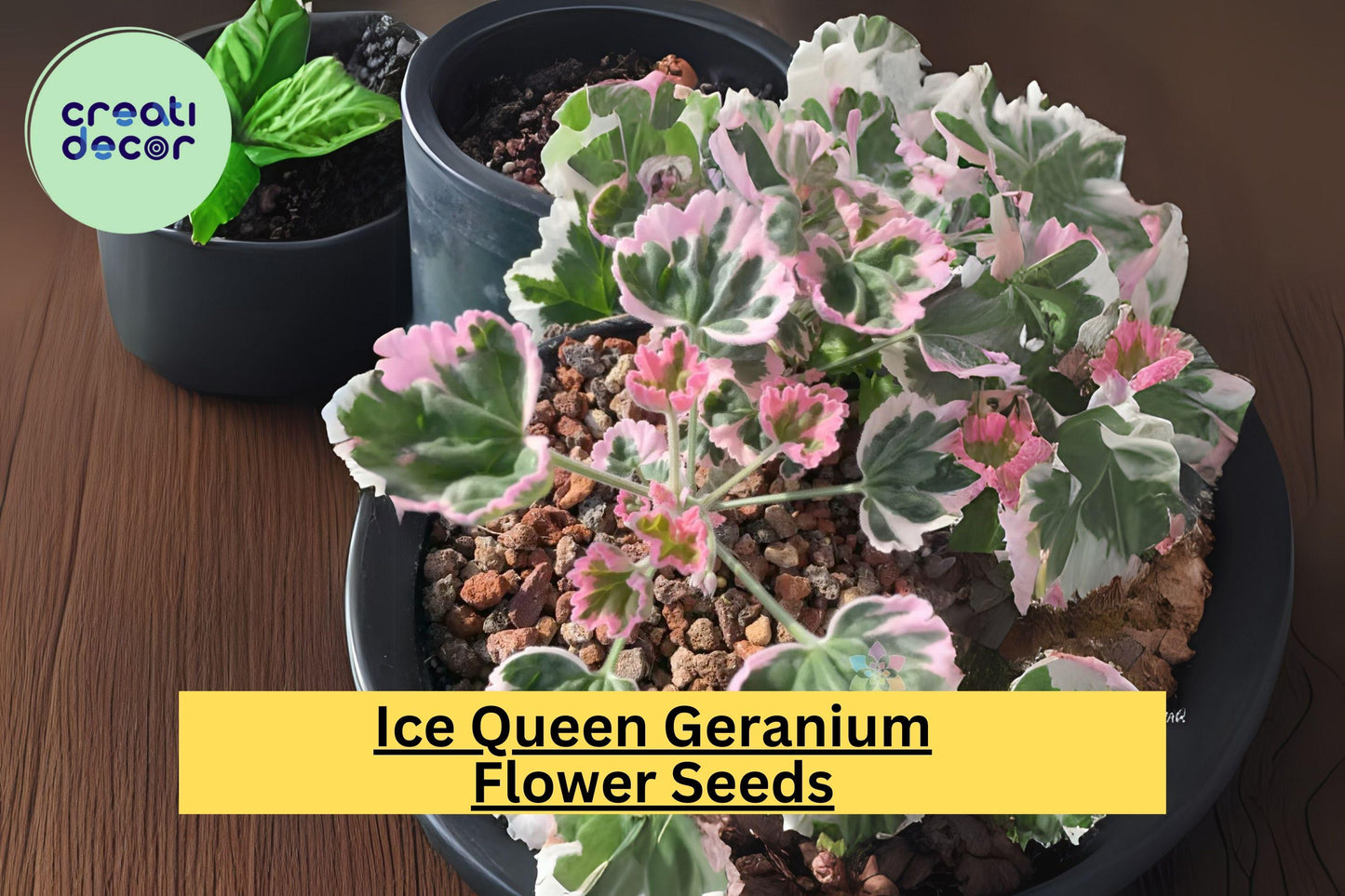 25+ Ice Queen Geranium Seeds – Frosty White Blooms, Easy to Grow Pelargonium Flowering Plant for Gardens & Containers