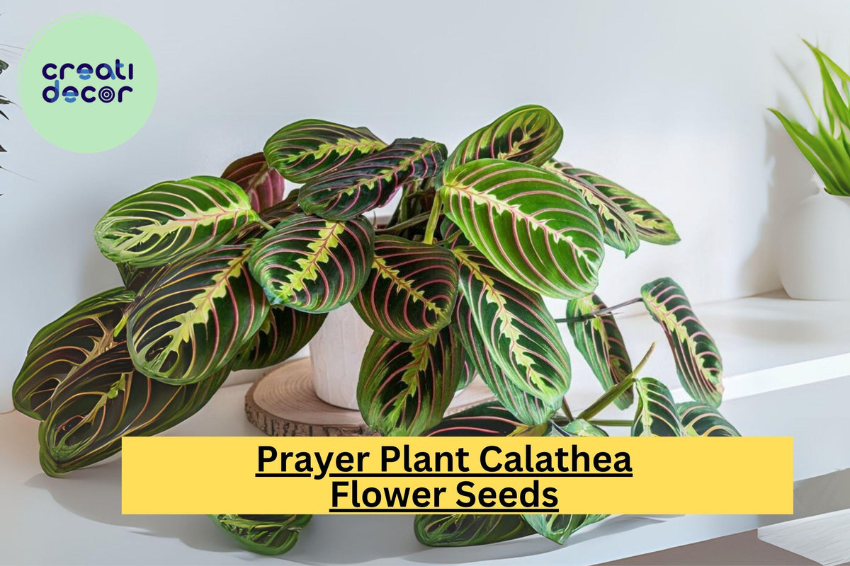 25+ Prayer Calathea Seeds | Tropical Houseplant with Unique Foliage | Calathea spp. for Indoor & Shaded Gardens