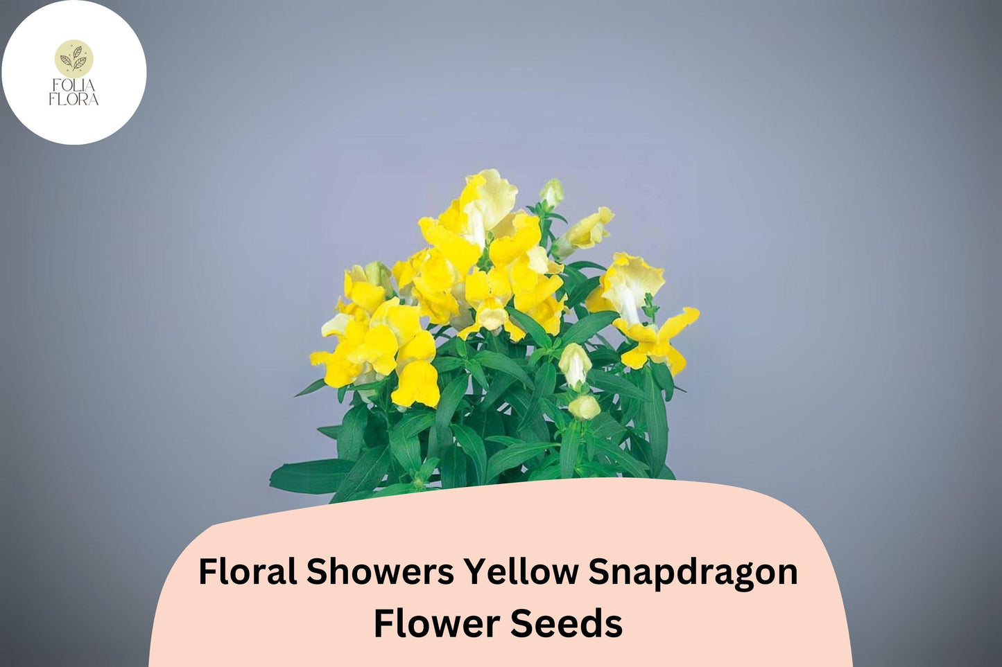 Yellow Snapdragon Seeds | Dwarf Floral Showers Variety | Bright Yellow Blooms | Antirrhinum majus | 1000+ Seeds