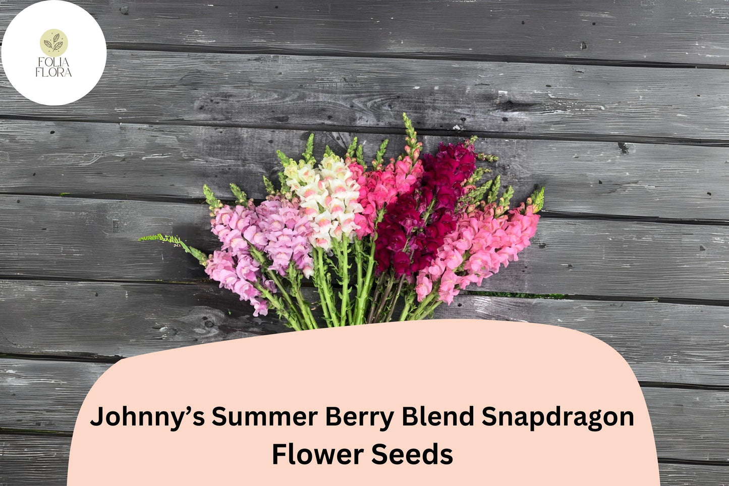 Antirrhinum majus Johnny’s Potomac Summer Berry Blend Snapdragon Seeds – 1000+ Vibrant Cut Flower Seeds for Garden, Borders, and Floral Arrangements