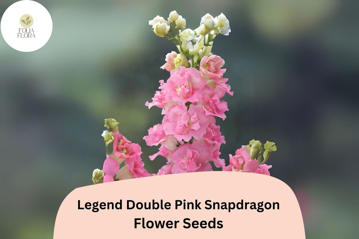 Antirrhinum majus Legend Double Pink Snapdragon Seeds – Double Blooms, Pollinator-Friendly, Garden & Cut Flower